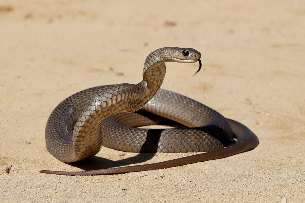 Field Life: No Ordinary Black Snake