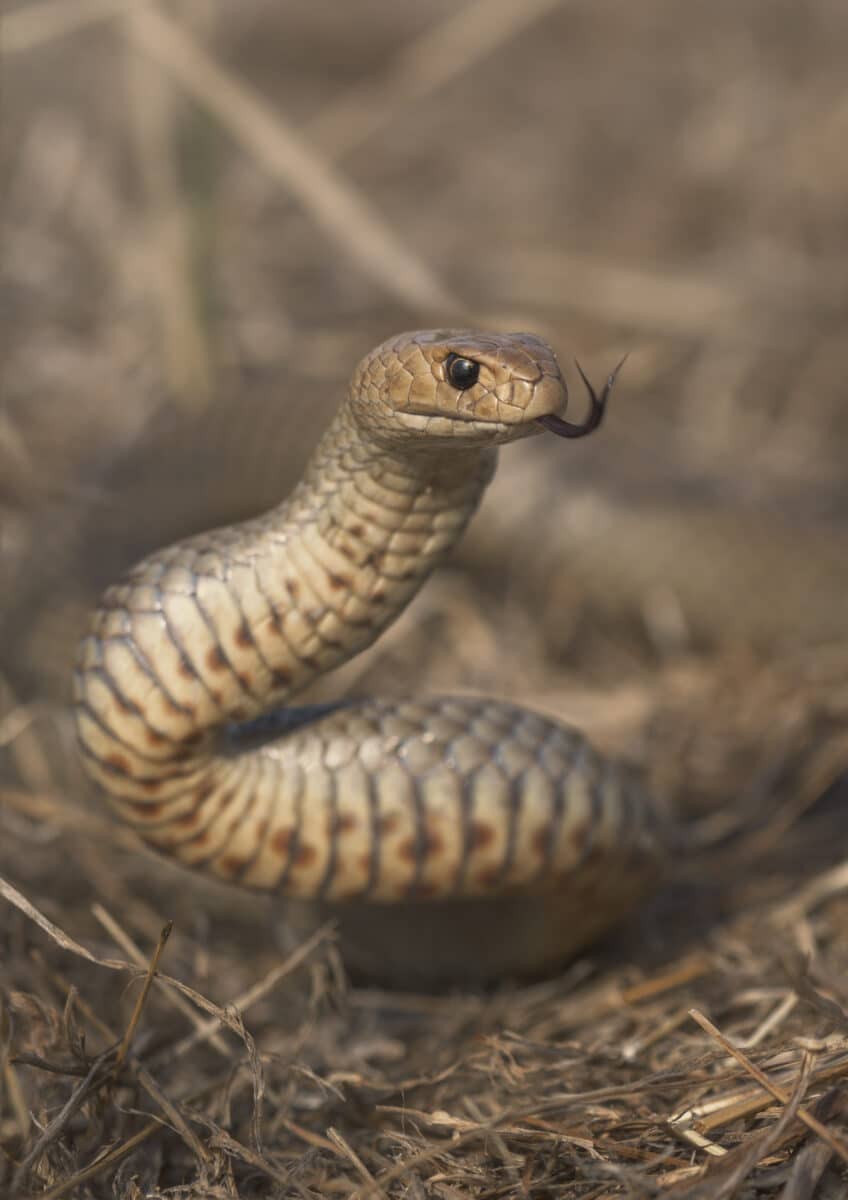 australian brown snakes