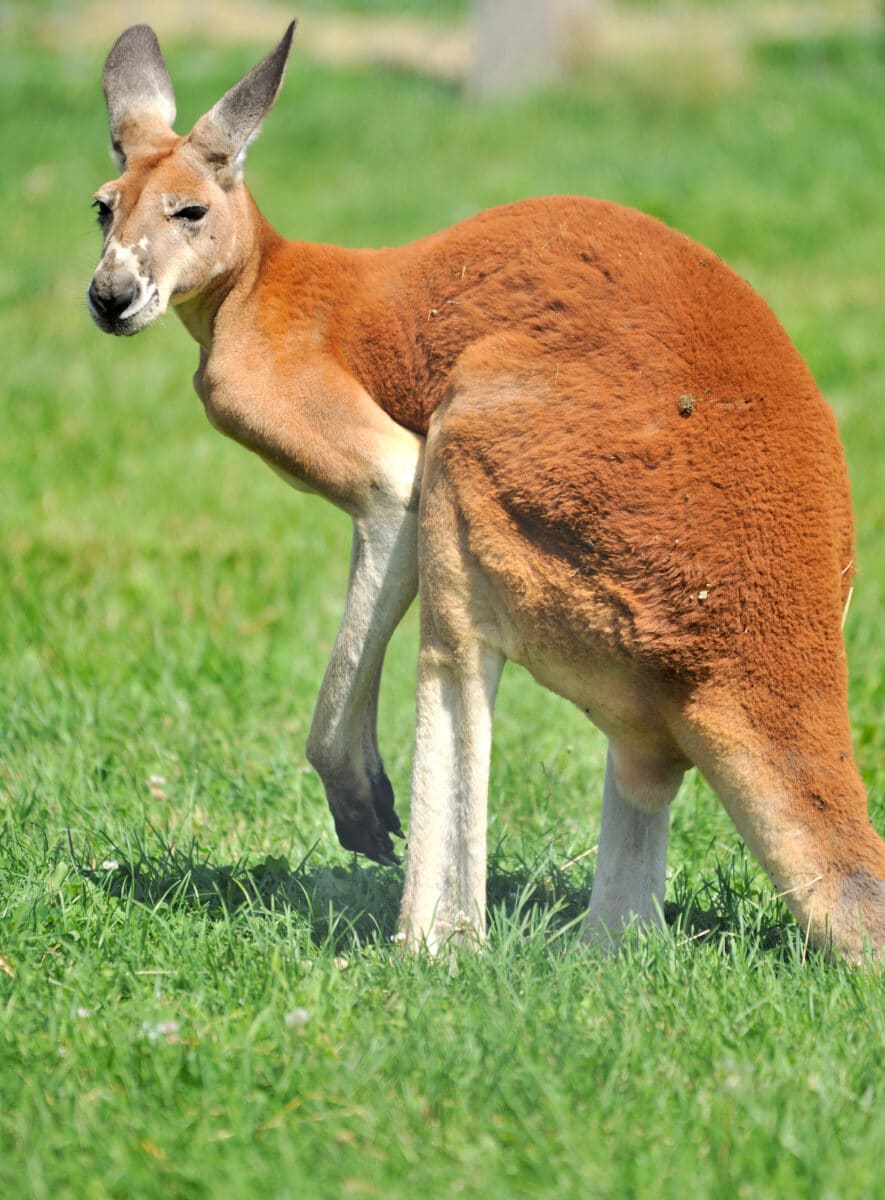 red kangaroo size