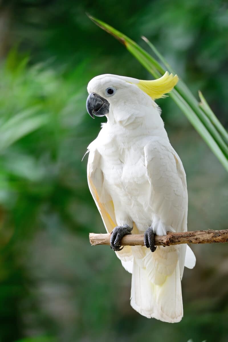 yellow crested cockatoo facts